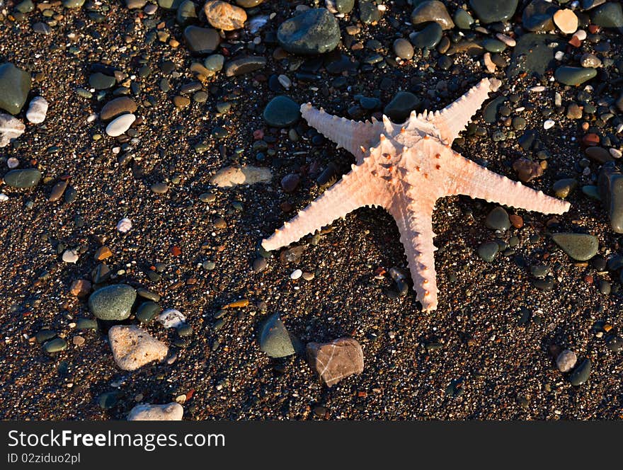 The Starfish On A Beach