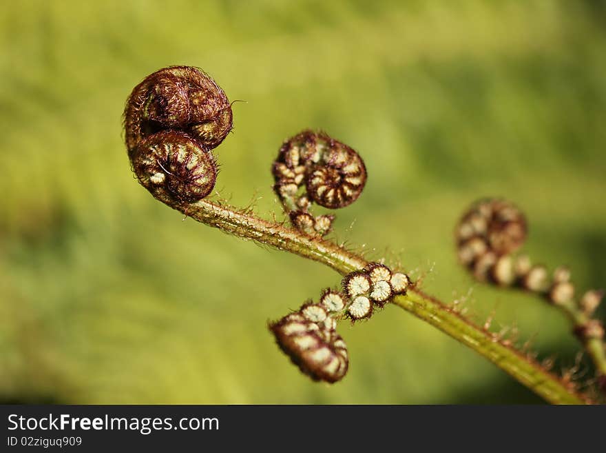 Fern Shoot