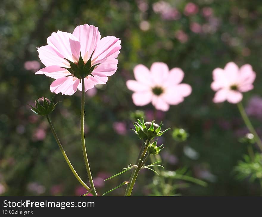 Beautiful flowers under sunshine on a autumn day.