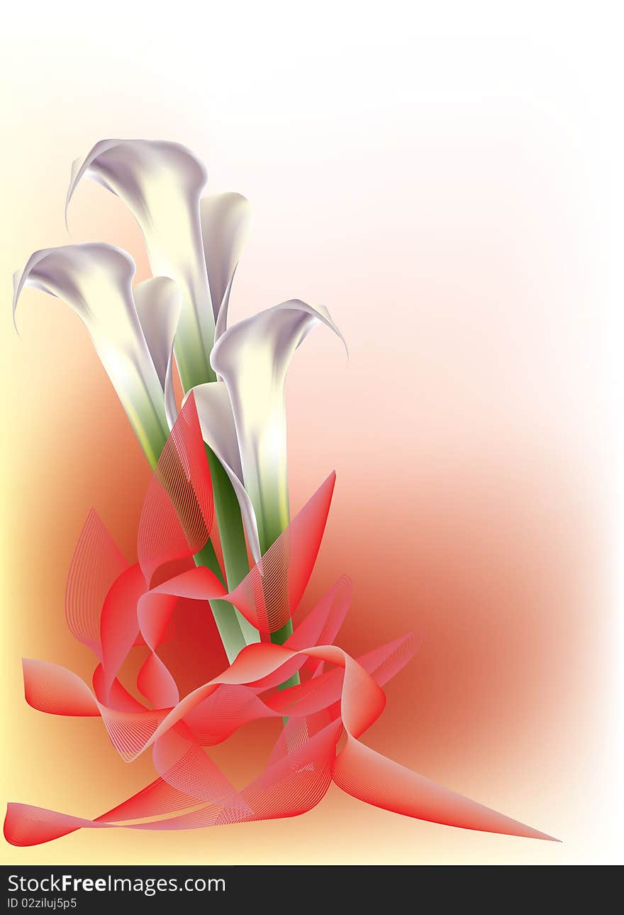 Beautiful white calla lily with red ribbons