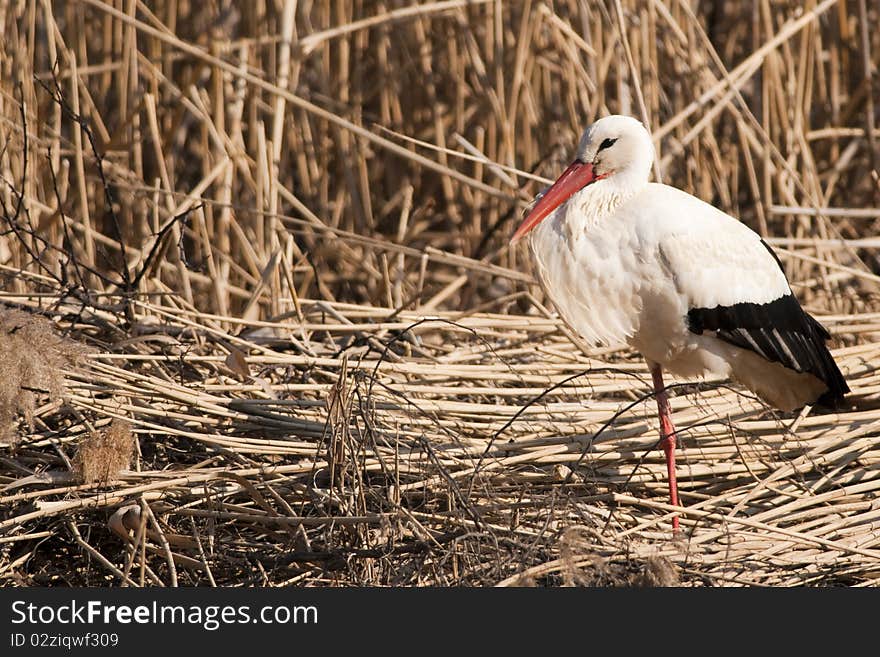 White Stork On Reed