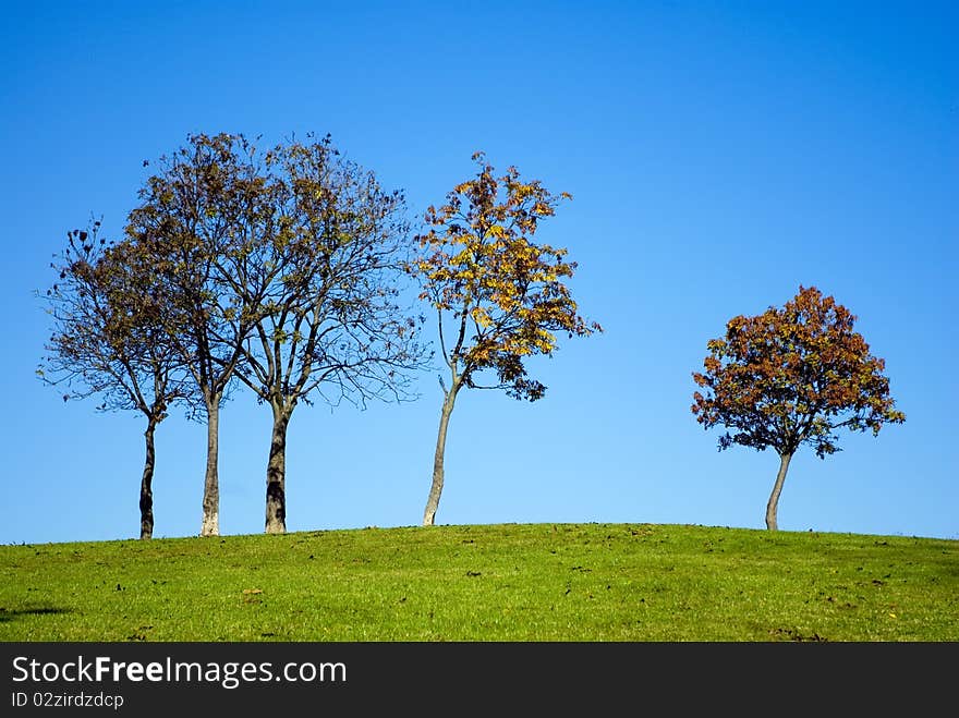 Trees on hill