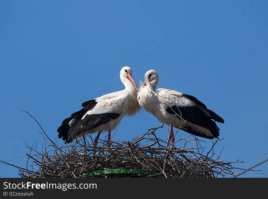 White Stork Pair on nest