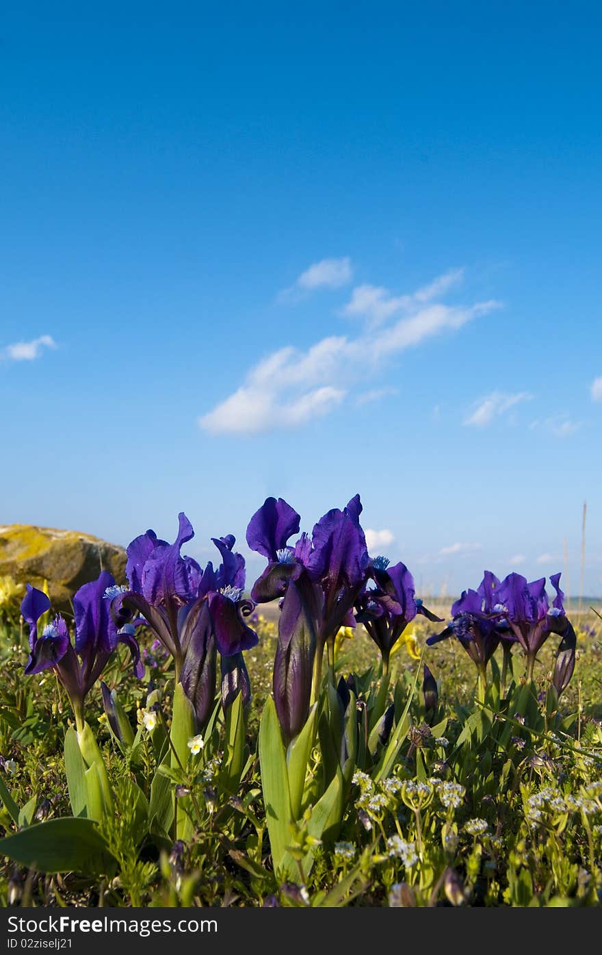 Dwarf Iris Violet