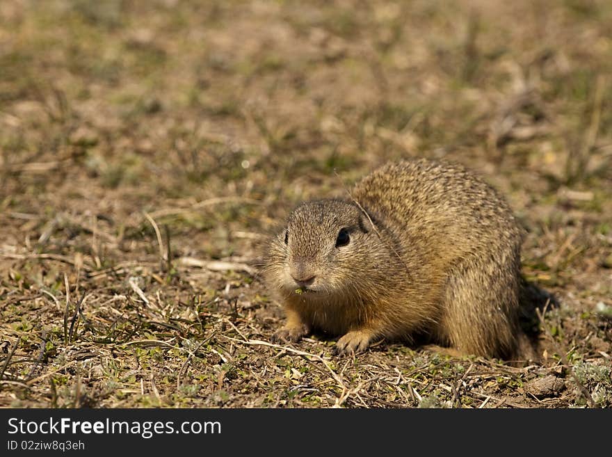 European Ground Squirrel