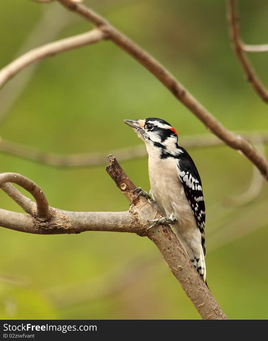 Male Downy Woodpecker, Picoides pubescens