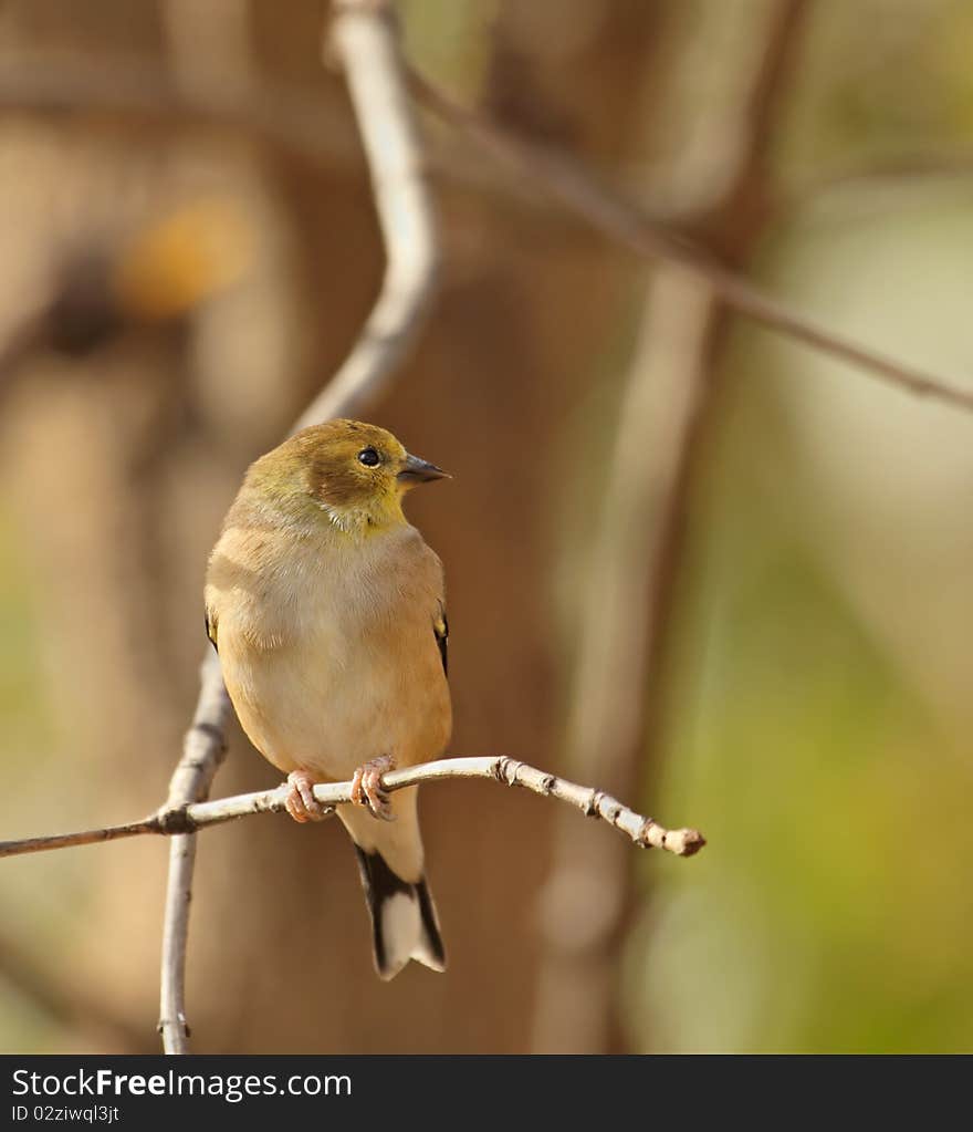 American Goldfinch, Carduelis tristis