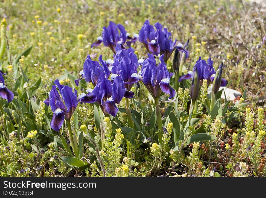 Dwarf Iris Violet