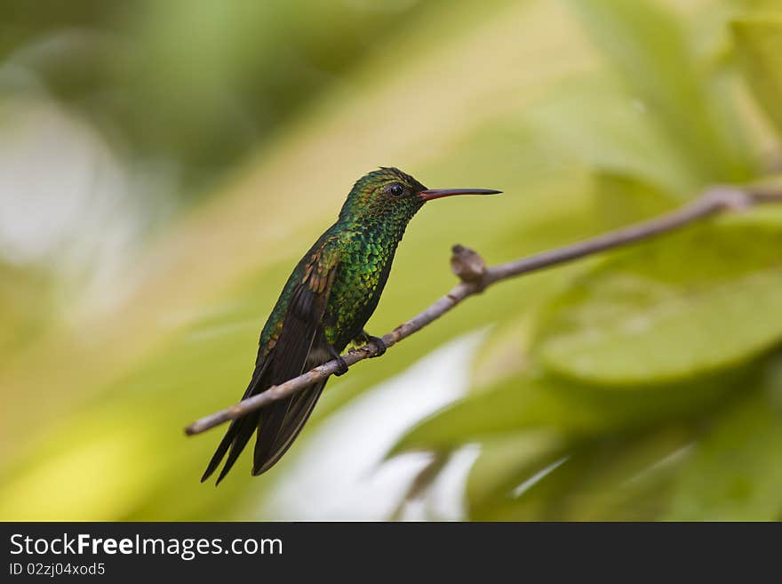 Green-breasted Mango (Anthracothorax prevostii) in Roatan Honduras