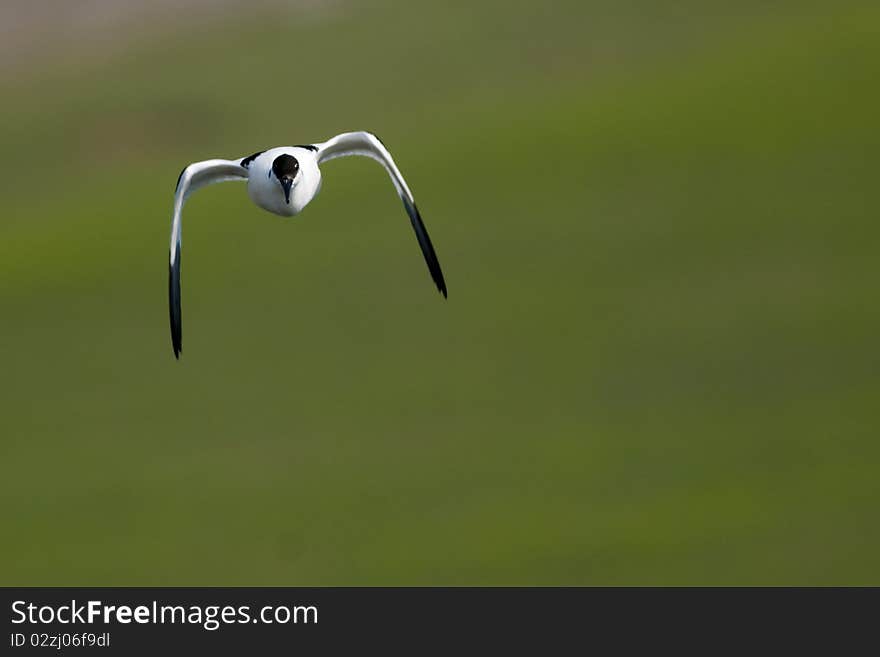 Pied Avocet in flight