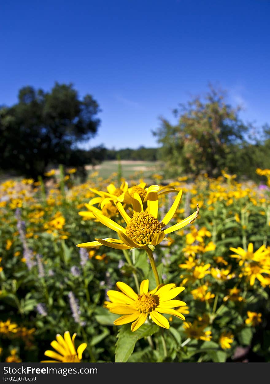 Field Of Yellow Daisies