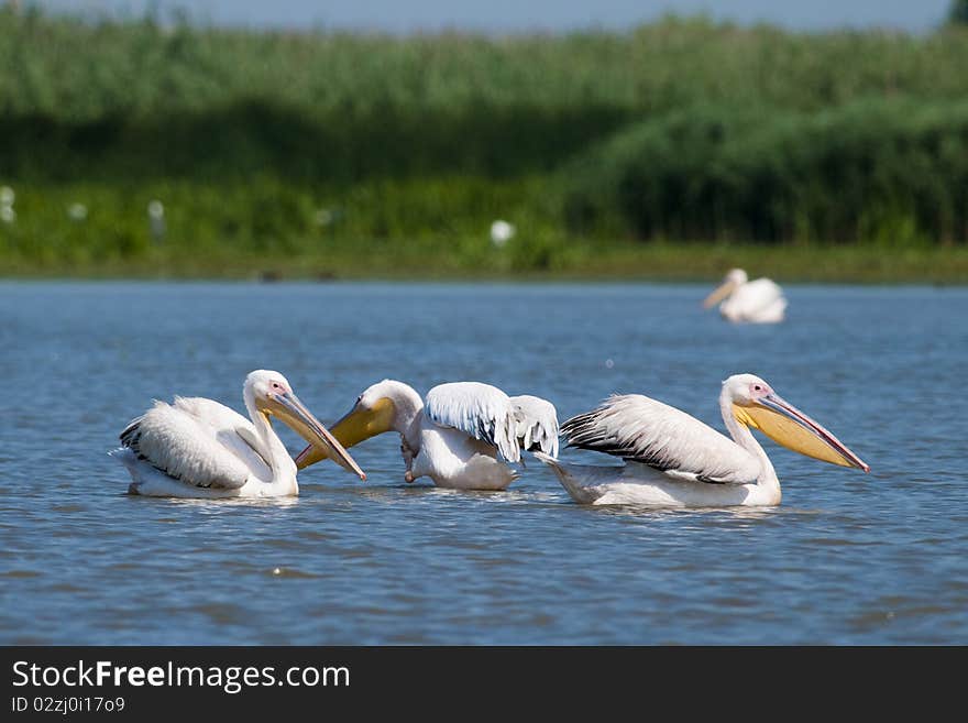 White Pelicans