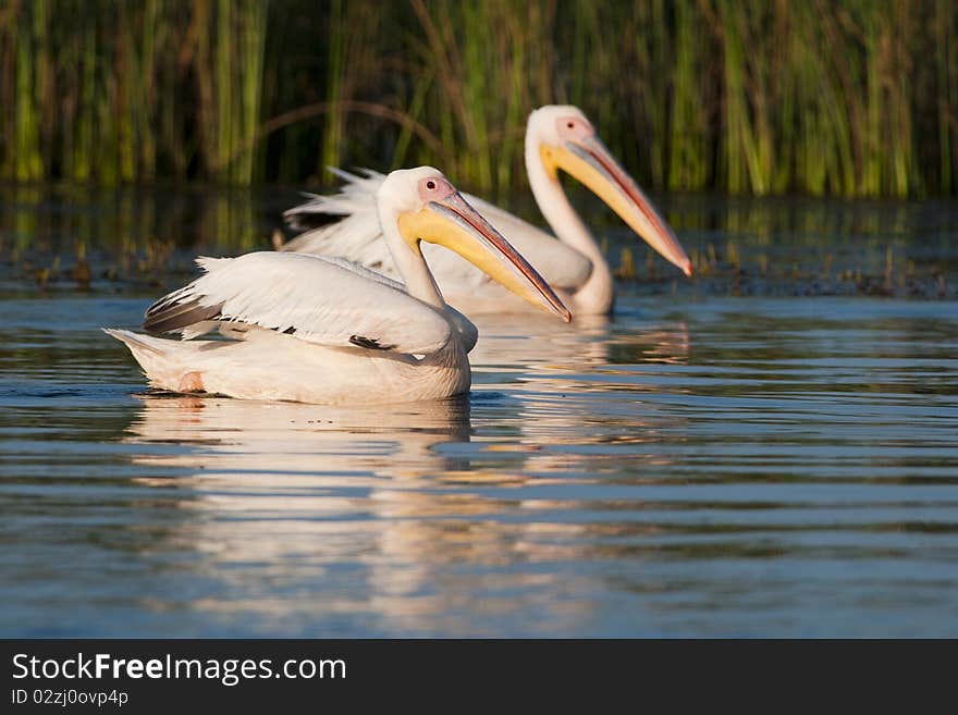 White Pelicans Pair