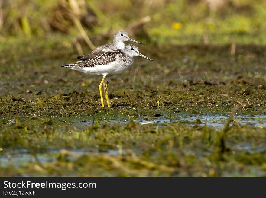 Greenshank Pair on mud