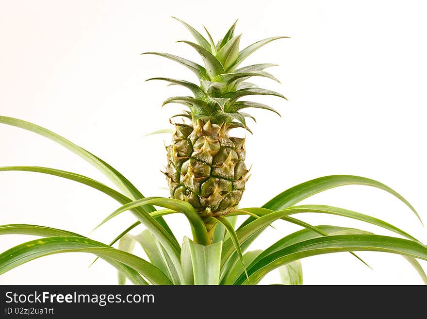 Inflorescence Bromeliads pineapple isolated on white background. Inflorescence Bromeliads pineapple isolated on white background