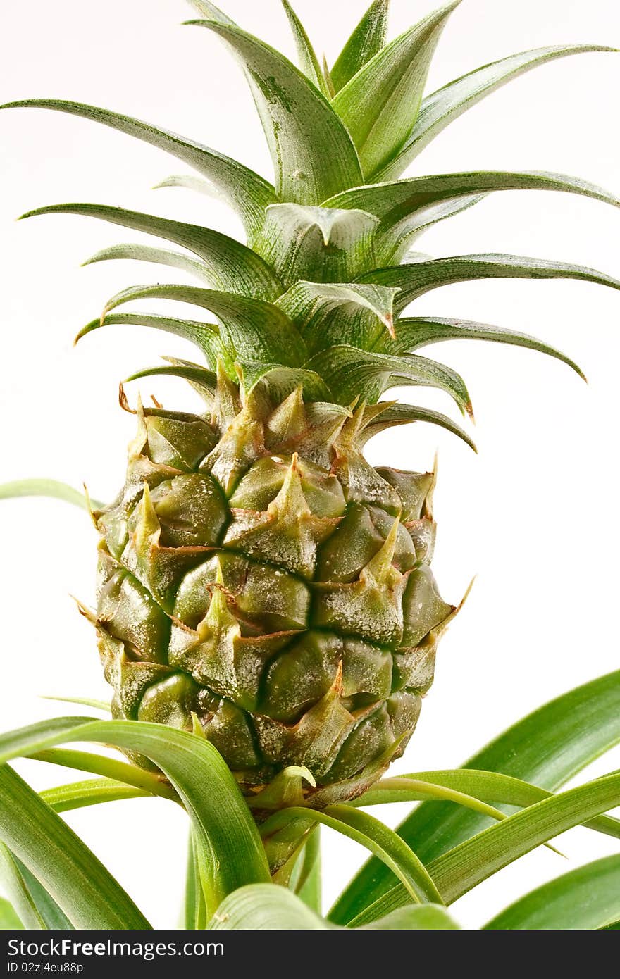 Bromeliad pineapple