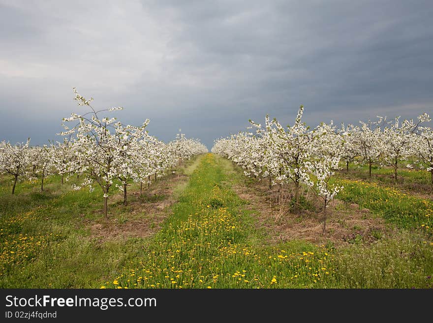 Apple Orchard Before The Storm