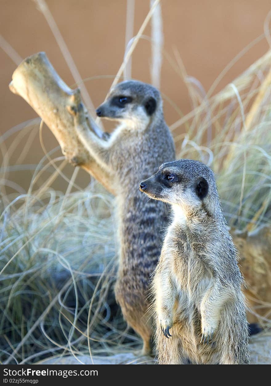 Two Meerkats on Guard Duty