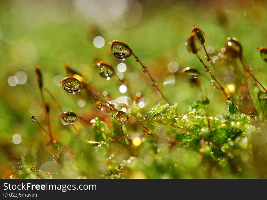 Water drops on moss in forest. Water drops on moss in forest