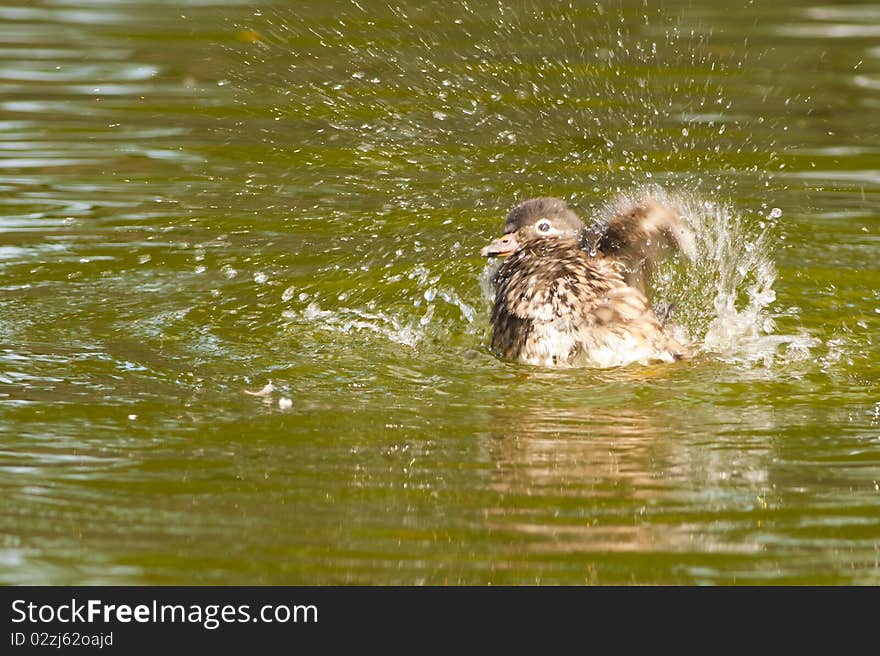 Wood Duck Splashing Water