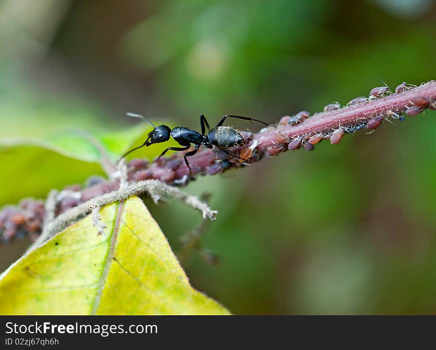 Ant And Aphids