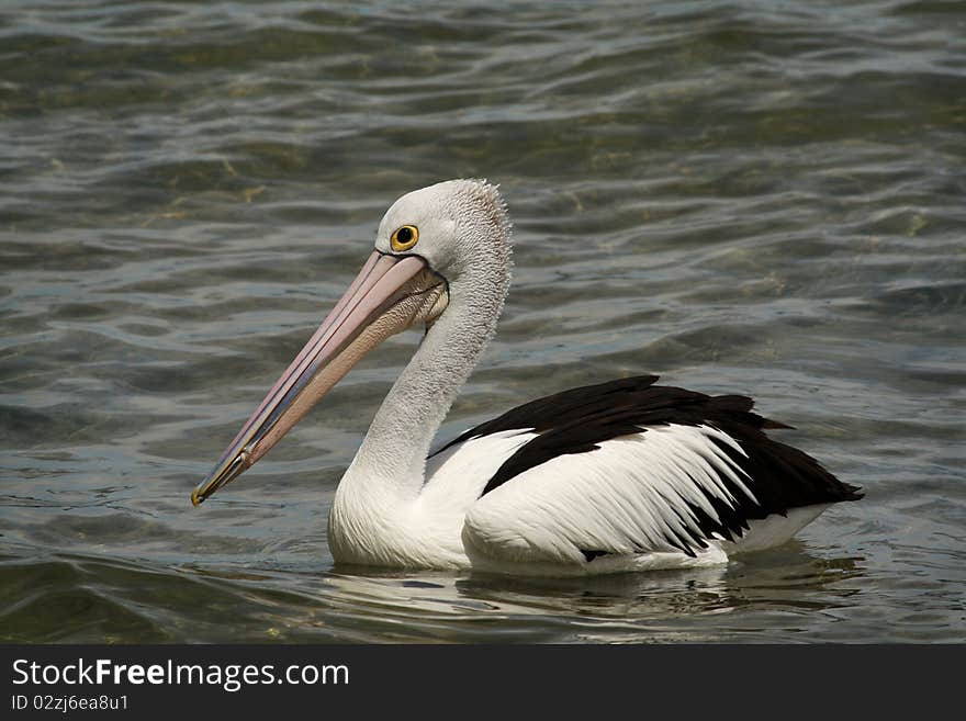 Black and White Pelican bird paddling  in the water. Black and White Pelican bird paddling  in the water.