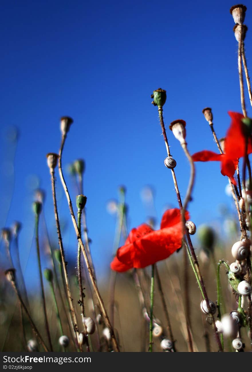 Poppies are seen near a beach in Mangalia, Romania. Poppies are seen near a beach in Mangalia, Romania.