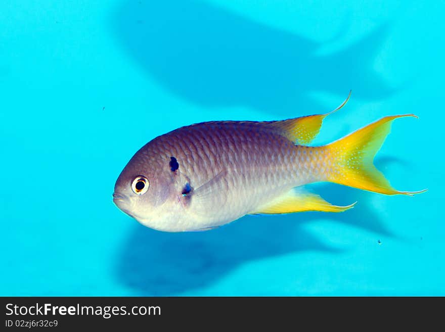 Coral Demoiselle fish in Aquarium