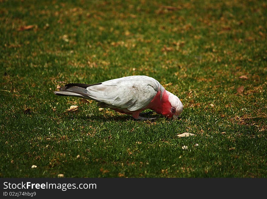 Pink And Grey Galah