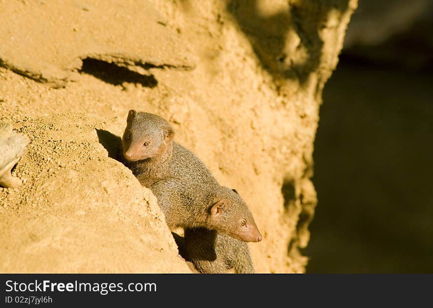 Two Mongoose playing in their hole entrance