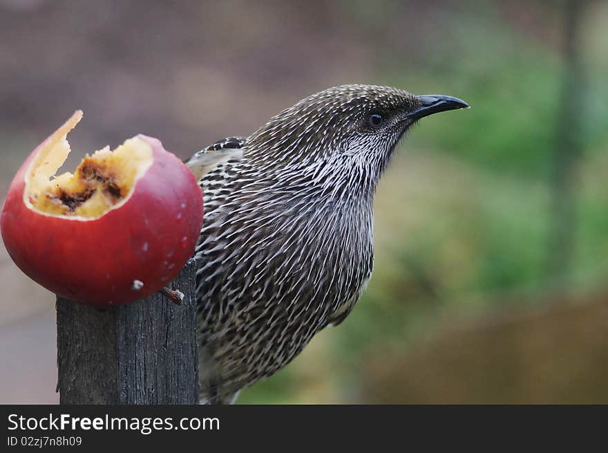 The Little Wattlebird (Anthochaera chrysoptera), also known as the Brush Wattlebird, is a honeyeater, a passerine bird in the family Meliphagidae.