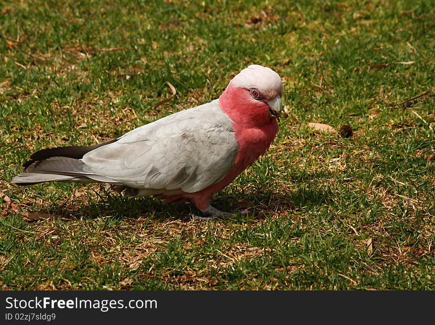 The Galah, Eolophus roseicapilla, also known as the Rose-breasted Cockatoo, Galah Cockatoo, Roseate Cockatoo or Pink and Grey, is one of the most common and widespread cockatoos, and it can be found in open country in almost all parts of mainland Australia. The Galah, Eolophus roseicapilla, also known as the Rose-breasted Cockatoo, Galah Cockatoo, Roseate Cockatoo or Pink and Grey, is one of the most common and widespread cockatoos, and it can be found in open country in almost all parts of mainland Australia.