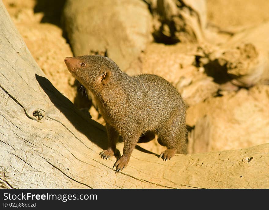 Mongoose standing on a log