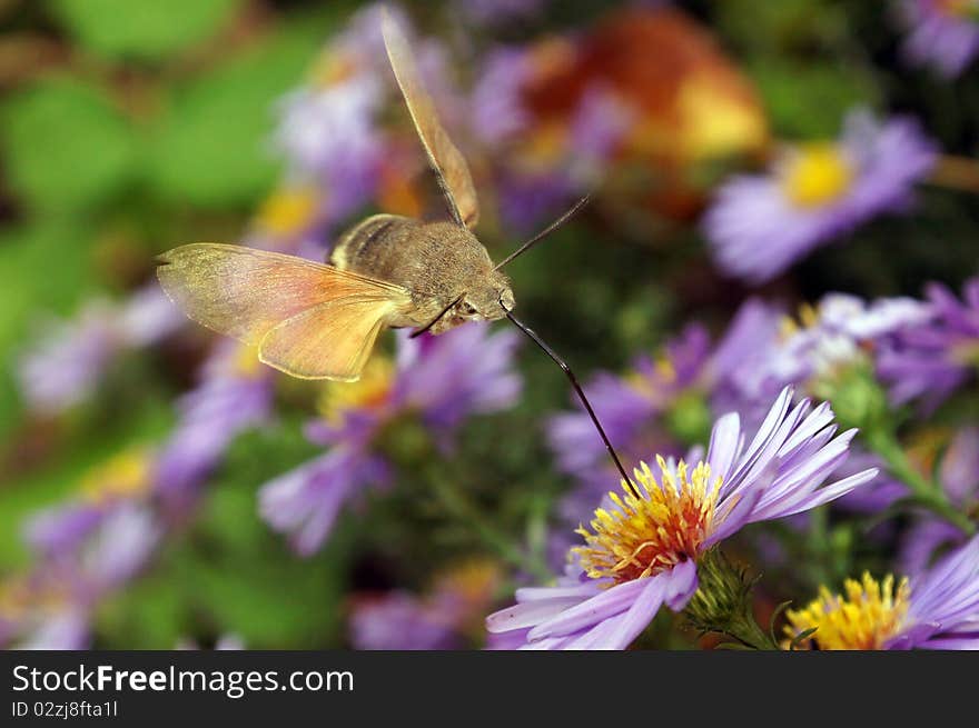 Flight Of The Butterfly