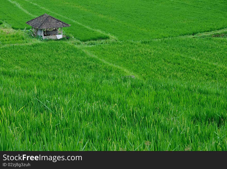 Hut in a paddy field