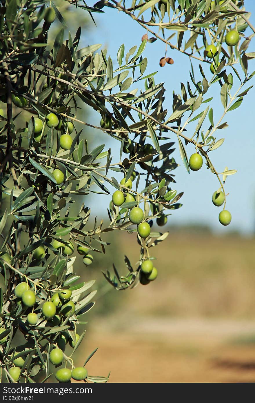 Ripe olives growing on a tree ready for harvest. Ripe olives growing on a tree ready for harvest