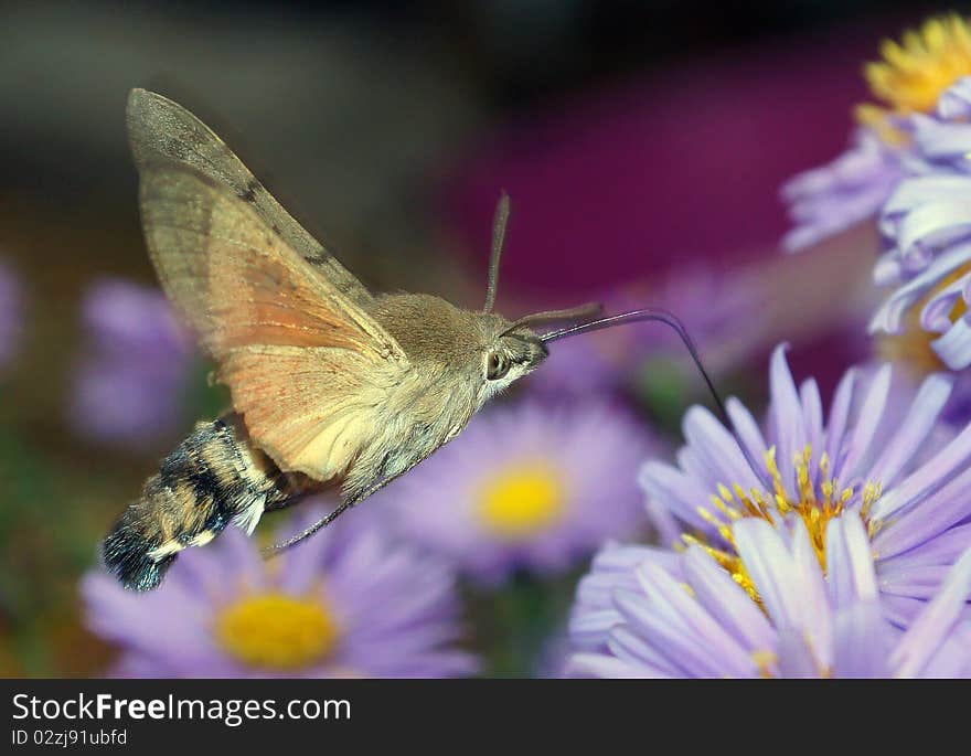 Flight Of The Butterfly