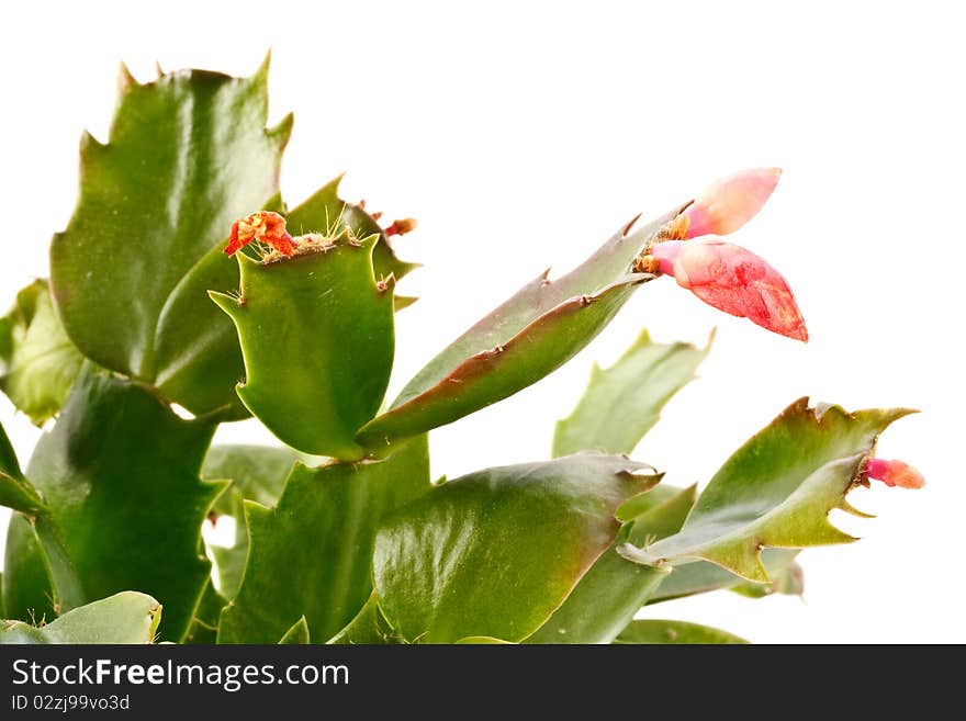 Zygocactus truncatus blossoms isolated on white background