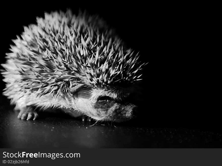 Baby Hedgehog In Black And White