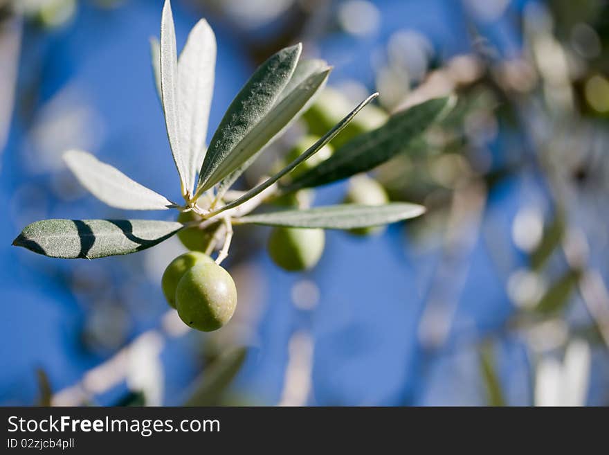 Olive tree in the sun. Olive tree in the sun