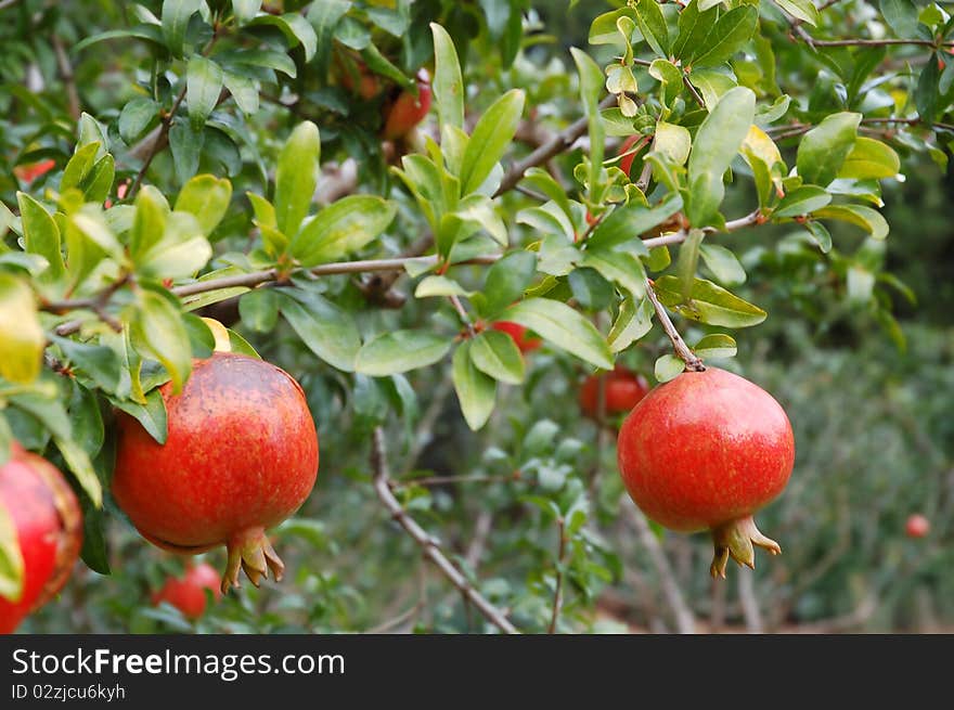 Red pomegranate fruit on the tree in leaves