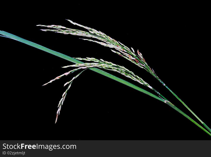 Rice Paddy on black background