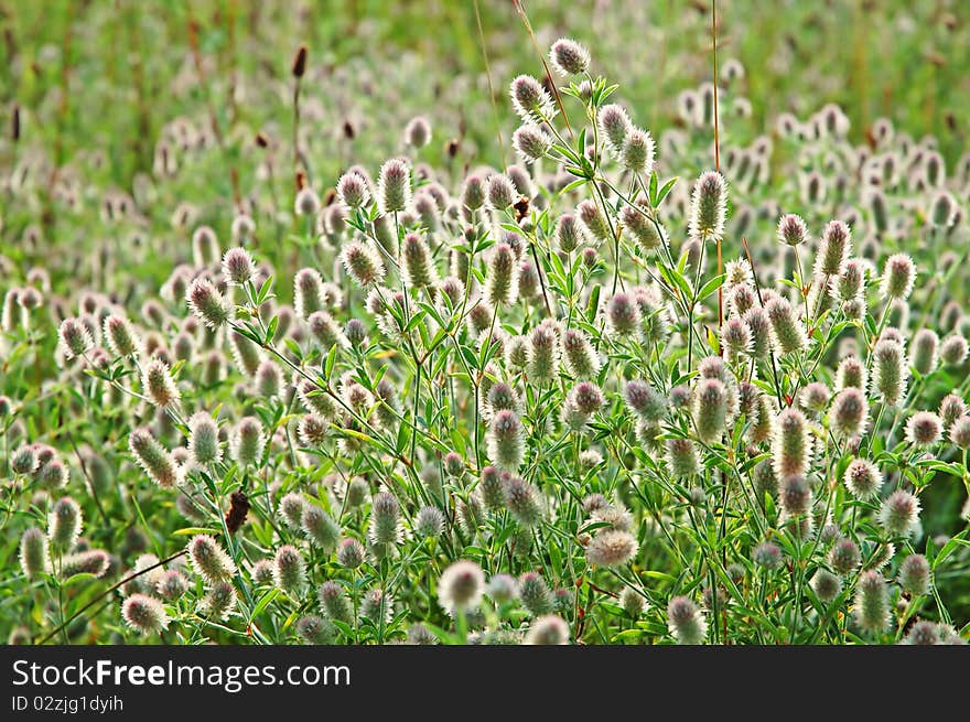 Blooming clover flowers