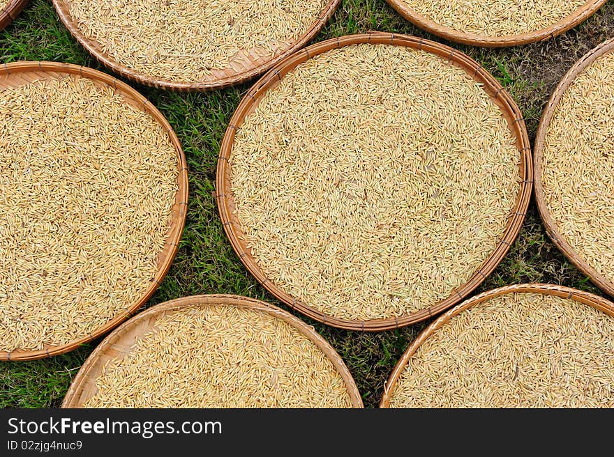 Rice Paddy Drying in trays