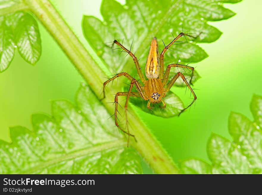 Lynx Spider