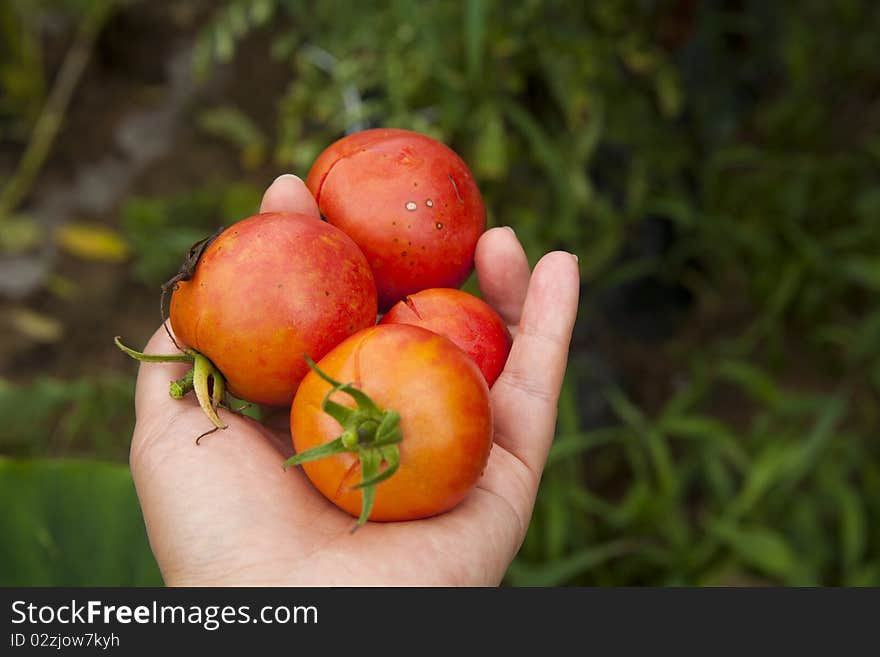 Ripe small tomatos in my hand, outdoor shot