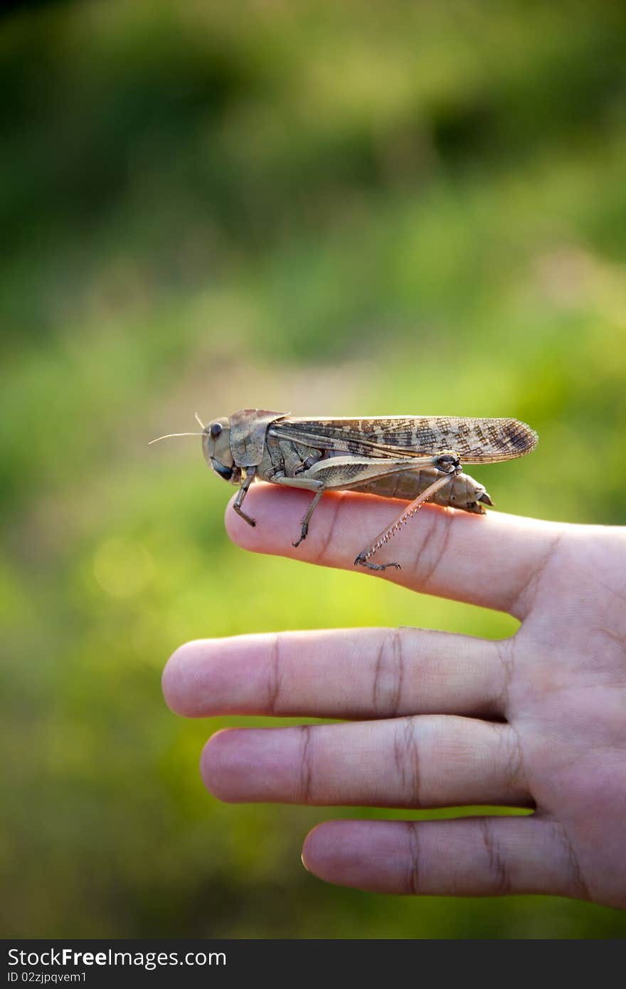 Locust is sitting on my finger, outdoor shot