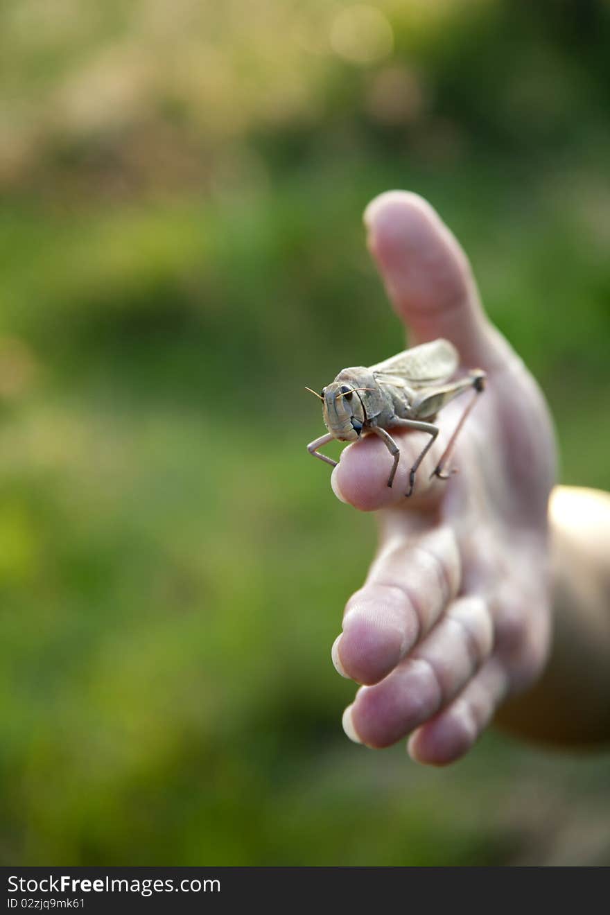 Locust is sitting on my finger, outdoor shot