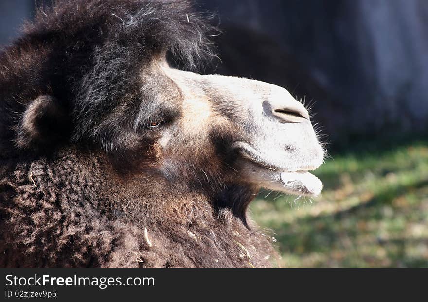 Close up of a furry bactrian camel. Close up of a furry bactrian camel.