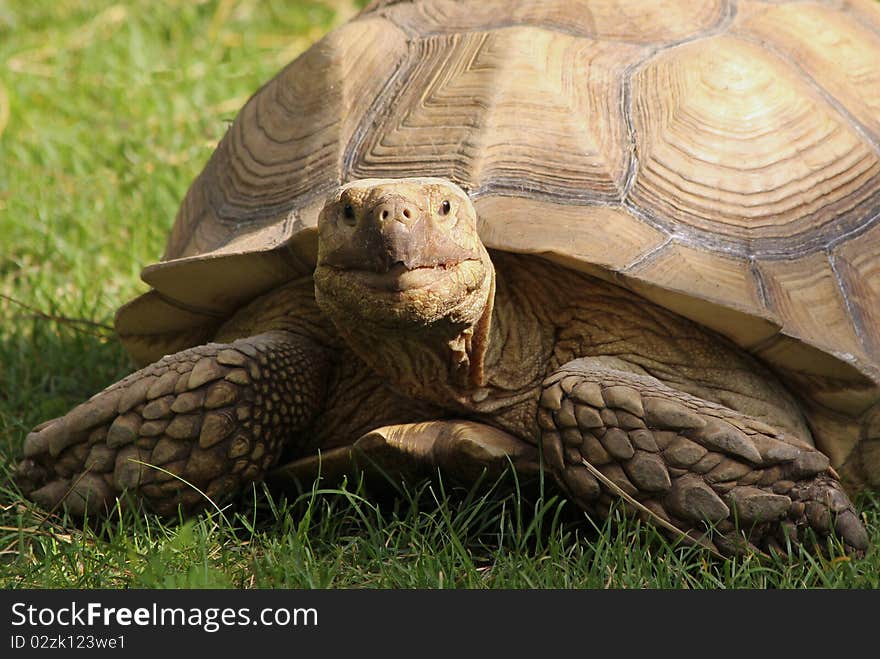 Giant turtle in the grass.